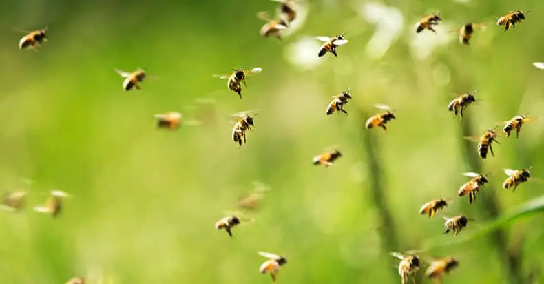 How does almond milk affect bees?